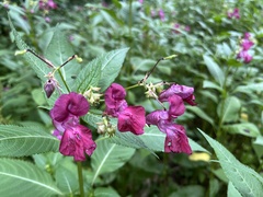 Impatiens glandulifera