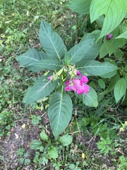 Impatiens glandulifera
