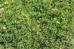Trifolium wormskioldii