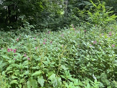 Impatiens glandulifera