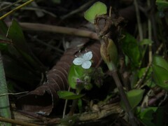 Commelinaceae