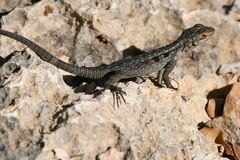 Oplurus quadrimaculatus
