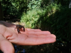 Austropotamobius torrentium