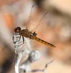 Urothemis