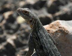 Oplurus quadrimaculatus