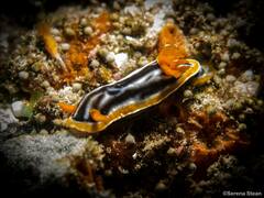 Chromodoris magnifica