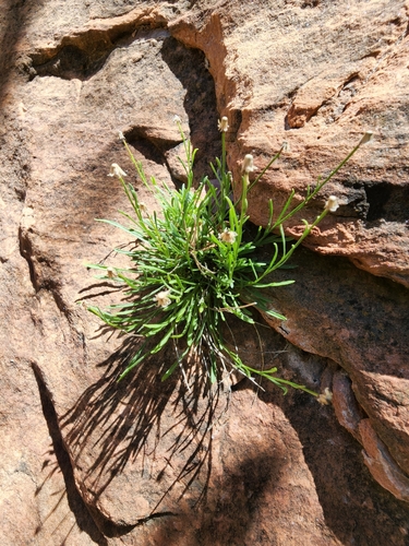 rock fleabane (Erigeron saxatilis)