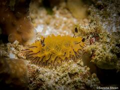 Halgerda willeyi