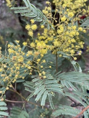 Acacia nanodealbata