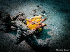 Antennarius maculatus