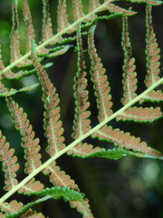 Cyathea poeppigii