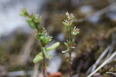 Sedum aetnense