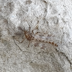 Psectrotanypus varius