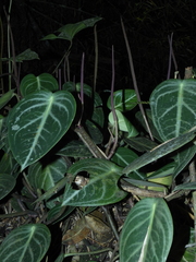 Peperomia maculosa