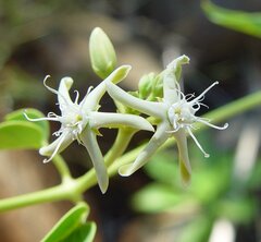Cynanchum floribundum