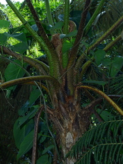 Cyathea poeppigii