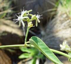 Cynanchum floribundum