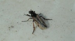 Bibio femoralis