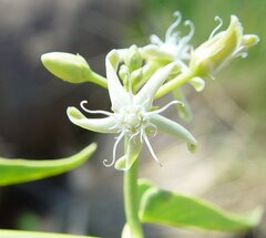 Cynanchum floribundum