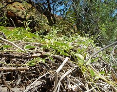 Cynanchum floribundum