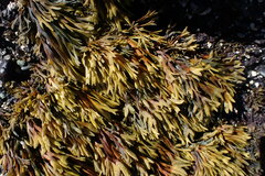 Pelvetiopsis limitata
