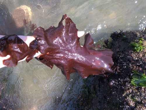 Image of Mazzaella splendens by (c) Bridgette Clarkston, some rights reserved (CC BY-SA)