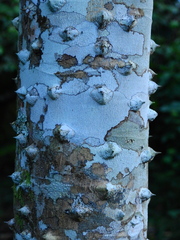 Zanthoxylum rhoifolium