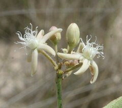 Cynanchum floribundum