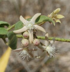 Cynanchum floribundum