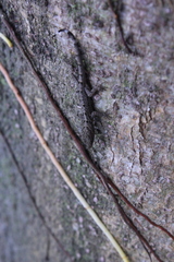 Gonatodes caudiscutatus