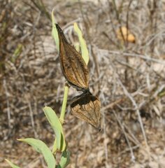Cynanchum floribundum