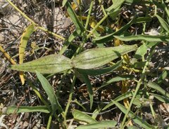 Cynanchum floribundum