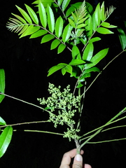 Zanthoxylum rhoifolium