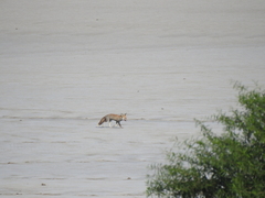 Vulpes vulpes pusilla