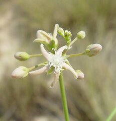 Cynanchum floribundum