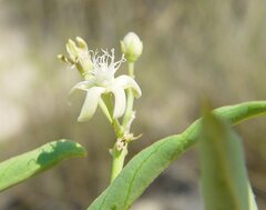 Cynanchum floribundum