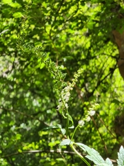 Actaea arizonica