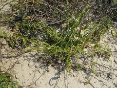 Cynanchum floribundum