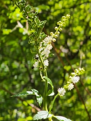 Actaea arizonica