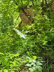 Actaea arizonica