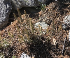Castilleja arachnoidea