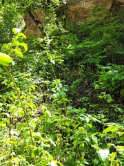 Actaea arizonica