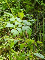Actaea arizonica