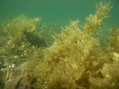 Sargassum flavicans
