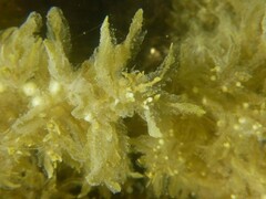 Sargassum flavicans