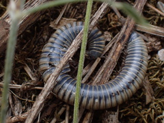 Acanthoiulus fuscipes