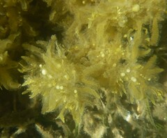 Sargassum flavicans