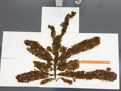 Desmarestia herbacea