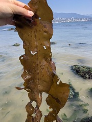 Desmarestia herbacea