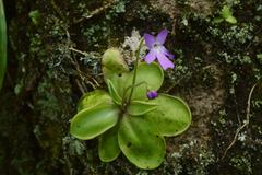 Pinguicula moranensis